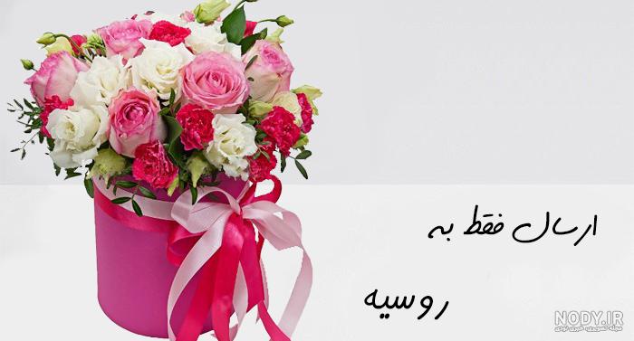 عکس گل ژیپسوفیلا