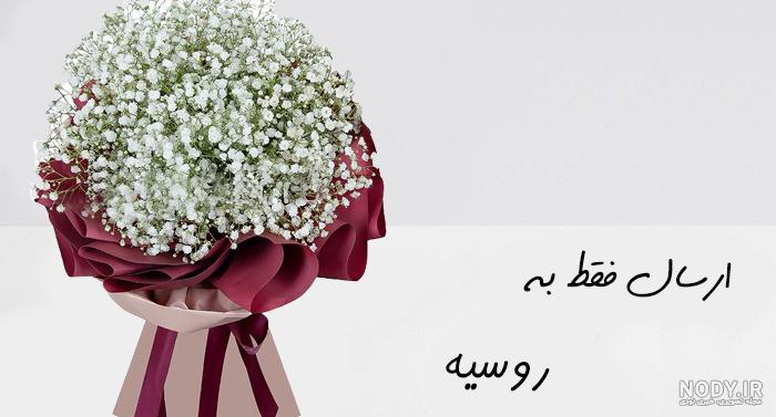 عکس گل ژیپسوفیلا ❤️ [ بهترین تصاویر ]