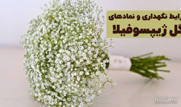 عکس گل ژیپسوفیلیا