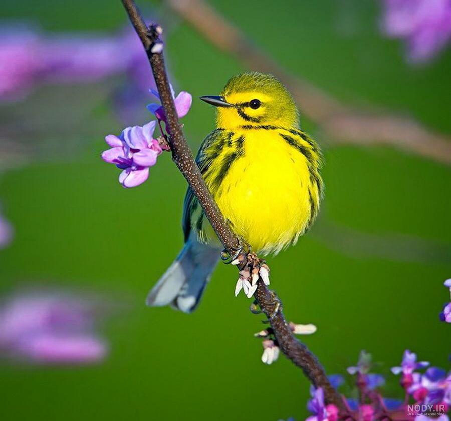 عکس پروفایل عید نوروز(1403) با عکس نوشته و کارت تبریک عکس پروفایل عید نوروز(1403) با عکس نوشته و کارت تبریک
