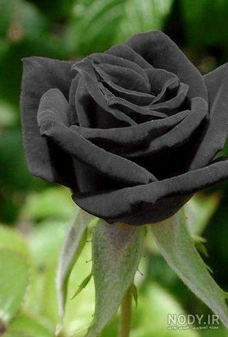 عکس گل غمگین سیاه