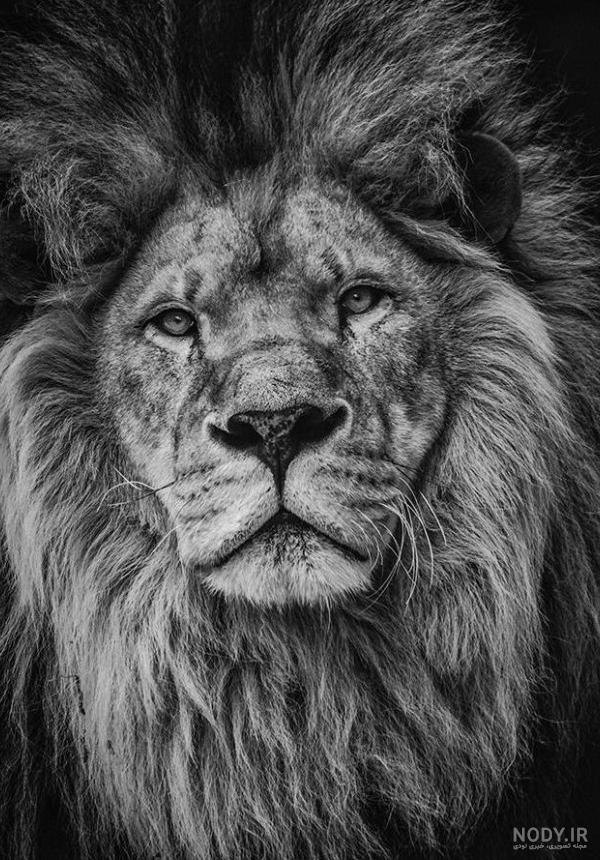 عکس برای پروفایل پسرانه شیر