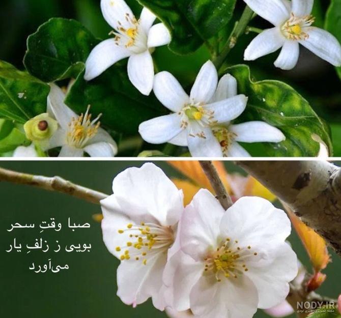 عکس بهار نارنج