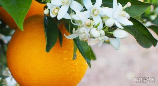 عکس بهار نارنج برای پروفایل