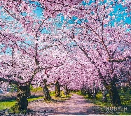 عکس شربت خوشمزه بهار نارنج باکیفیت فول اچ دی
