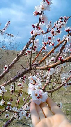 عکس شکوفه بهاری برای پروفایل