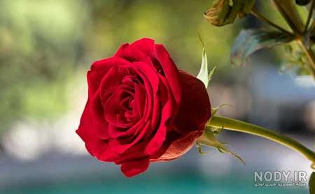 عکس نوشته گل رز - عکس نودی