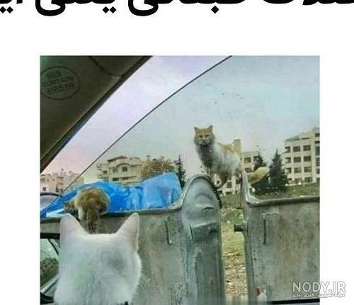 عکس پروفایل جدید حیوان