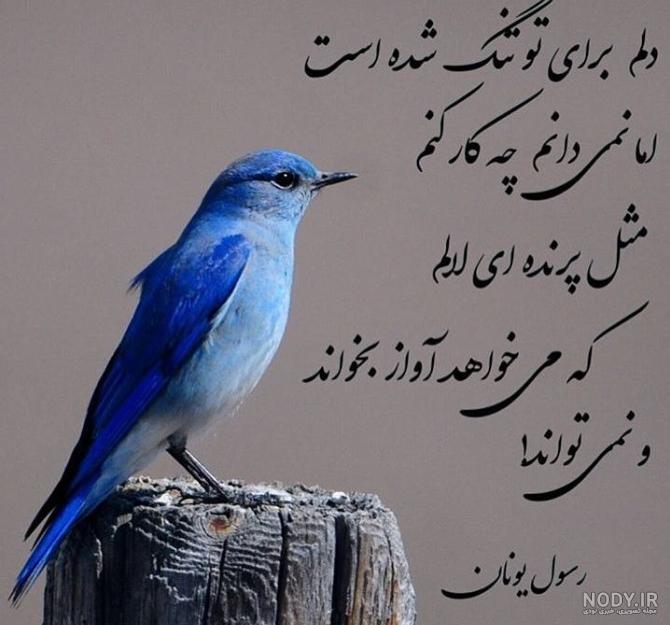 عکس پروفایل کلبه بهاری عکس پروفایل کلبه بهاری