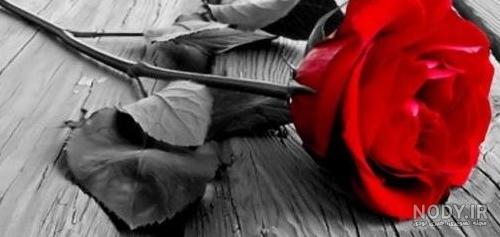 عکس گل پژمرده برای پروفایل + تصاویر غمگین از گل های زیبا