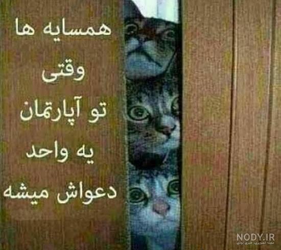 بهترین عکس خنده دار جهان - عکس نودی