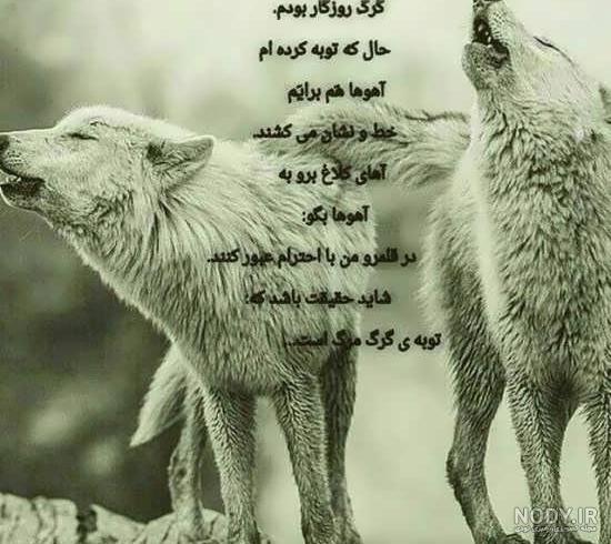 عکس حیوانات زیبا برای پروفایل - عکس نودی عکس حیوانات زیبا برای پروفایل - عکس نودی