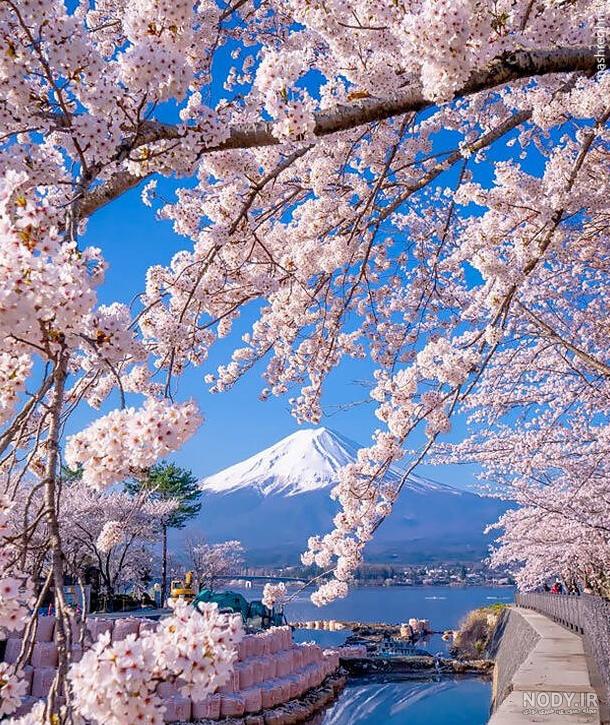 عکس های زیبای بهار