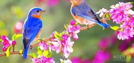 ۷۰ عکس پروفایل بهاری پرانرژی و دلنشین