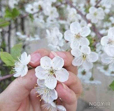 ۷۰ عکس پروفایل بهاری پرانرژی و دلنشین