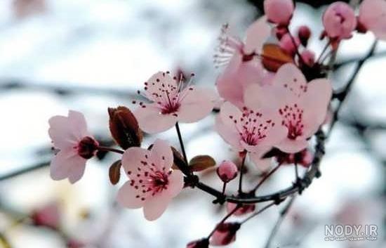 ۷۰ عکس پروفایل بهاری پرانرژی و دلنشین