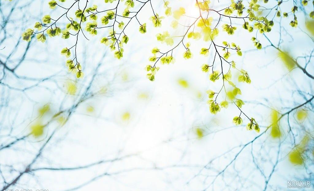 ۷۰ عکس پروفایل بهاری پرانرژی و دلنشین