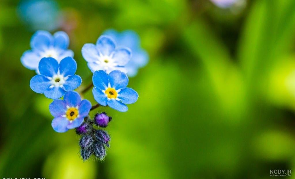 ۷۰ عکس پروفایل بهاری پرانرژی و دلنشین