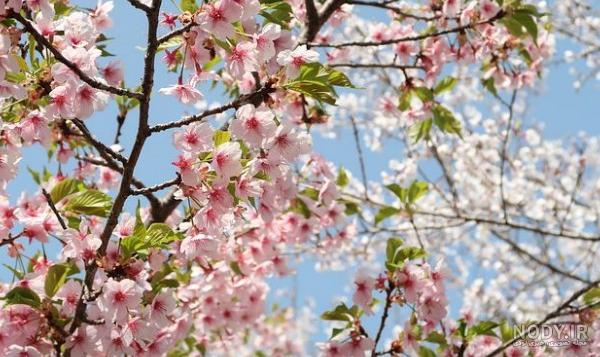 عکس شکوفه در بهار