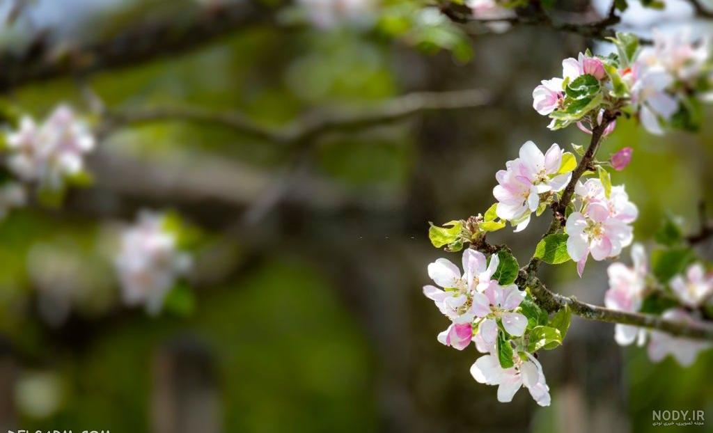 عکس شکوفه های بهاری برای پروفایل - ژاویز
