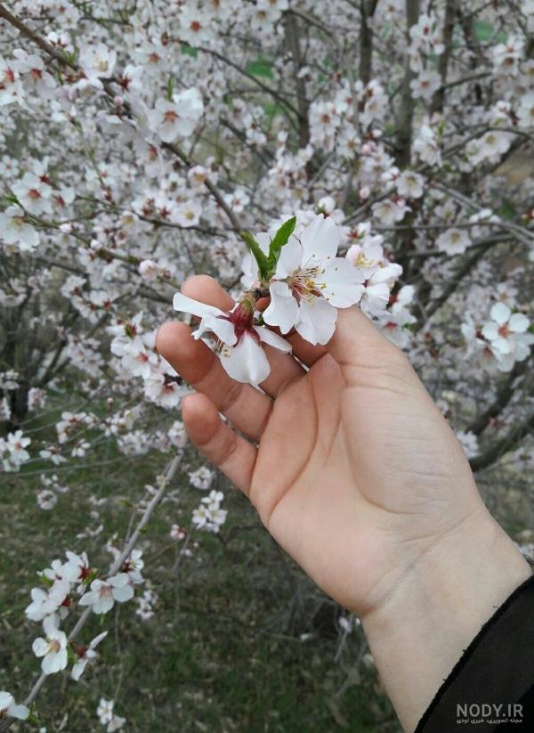 عکس پروفایل دختر با شکوفه های بهاری