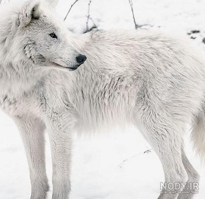 مجموعه زیبایی از عکس گرگ سفید برای پروفایل و پس زمینه - ستاره