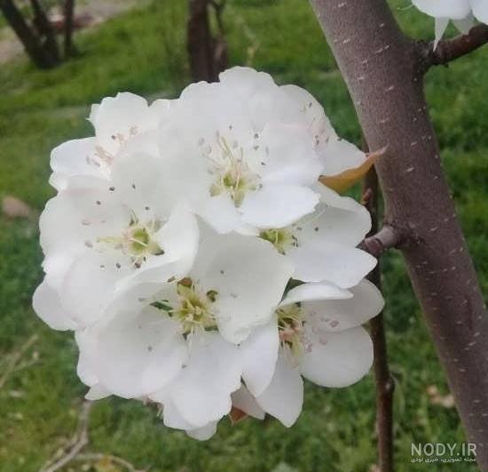 عکس پروفایل بهار با عکس نوشته و متن های زیبا
