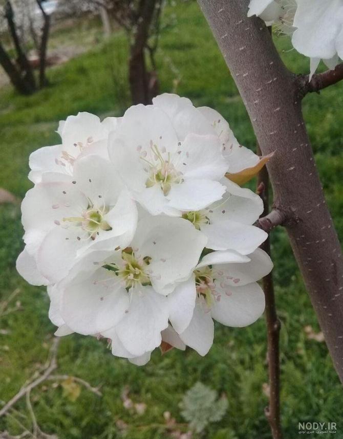 دانلود عکس پروفایل طبیعت بهار