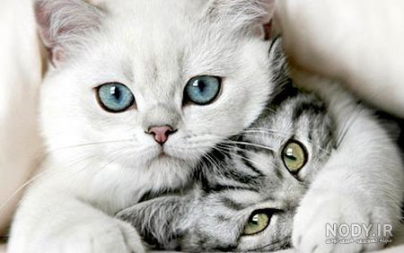 عکس حیوانات برای پروفایل عکس حیوانات برای پروفایل