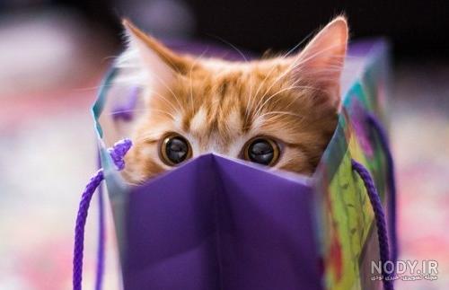 عکس زیبا از حیوانات برای پروفایل عکس زیبا از حیوانات برای پروفایل