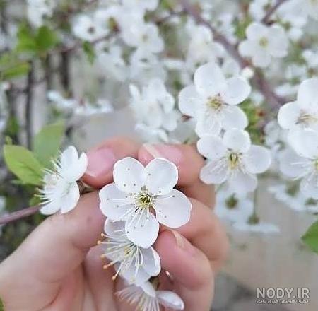 عکس پروفایل بهاری زنانه