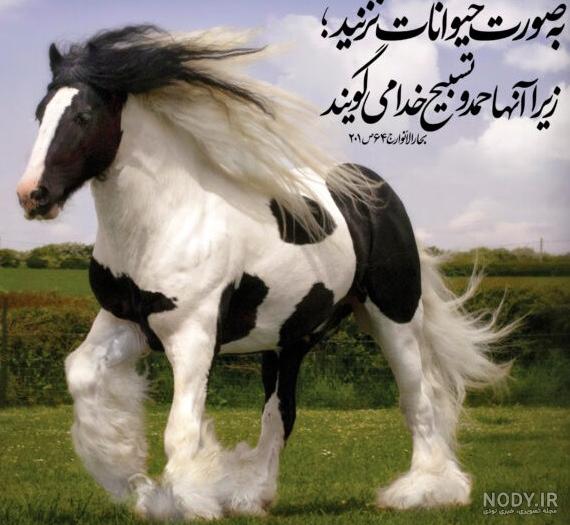 عکس پروفایل حیوانات گوگولی