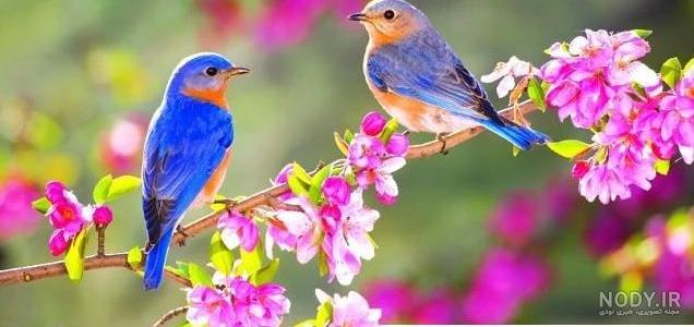 عکس پروفایل طبیعت بهاری