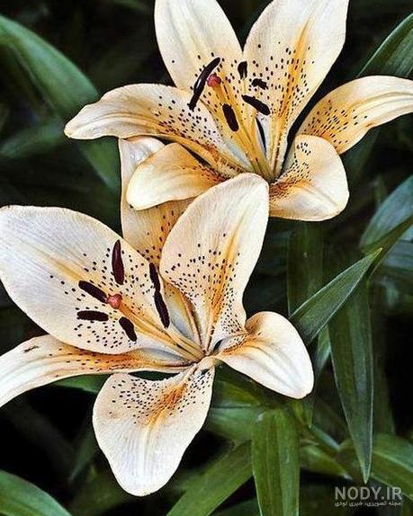 عکس گل برای تسلیت