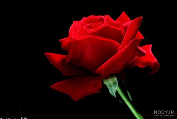 مجموعه تسلیت عکس گل رز مشکی برای پروفایل (جدید)
