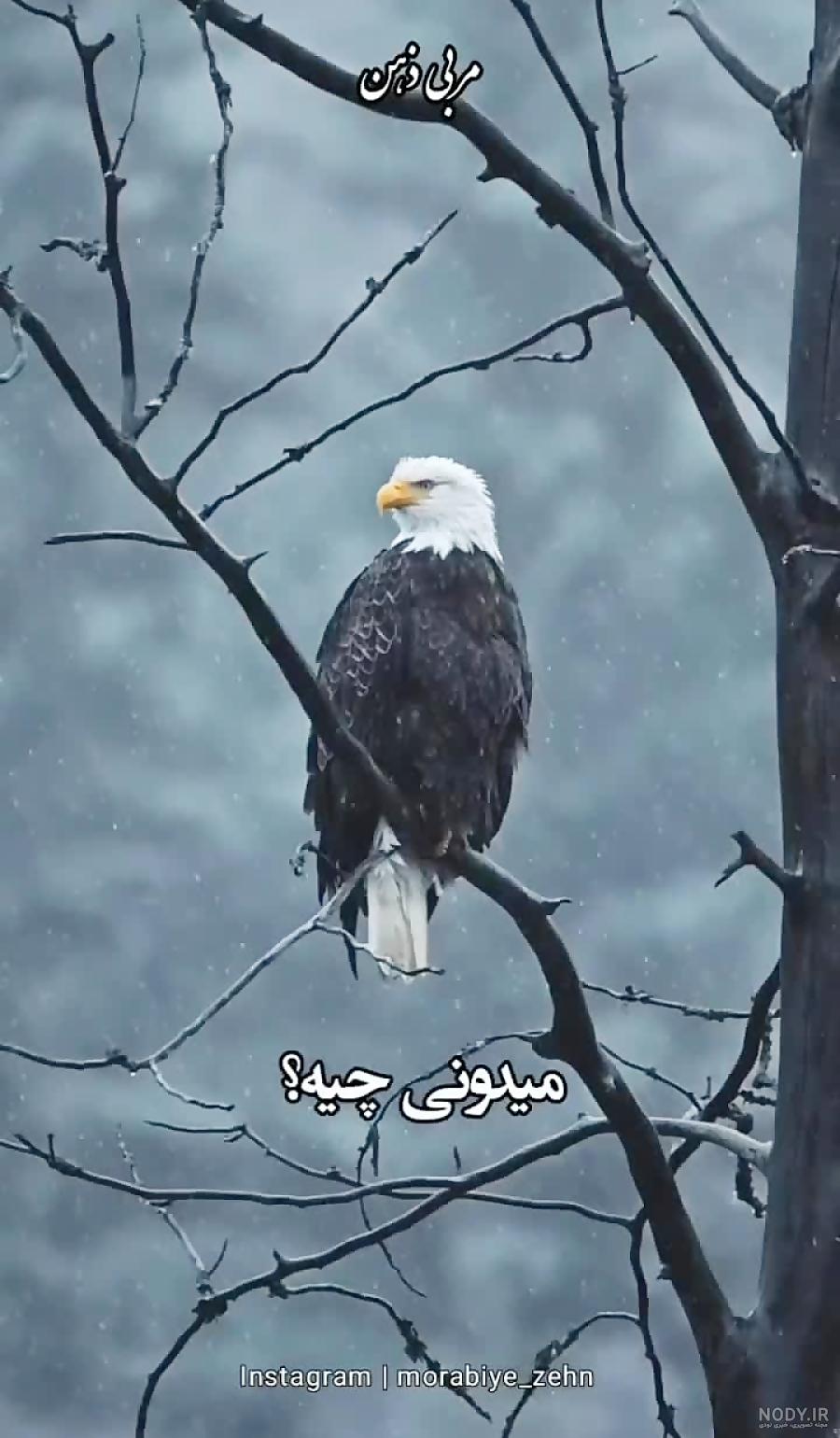 عکس برای پروفایل پسرانه 1402 | عکس پروفایل برای بدون متن | عکس ...
