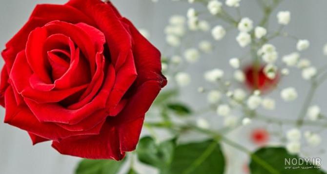 عکس پروفایل گل رز؛ عکس های زیبای گل رز قرمز برای پروفایل