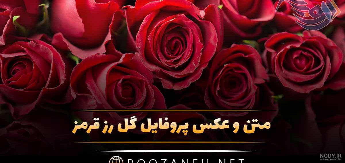 عکس گل رز برای پروفایل تلگرام و اینستاگرام • مجله تصویر زندگی