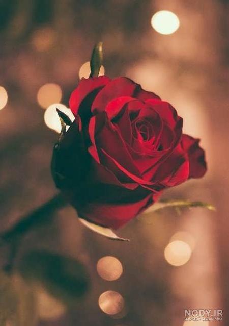 عکس گل رز برای پروفایل تلگرام و اینستاگرام • مجله تصویر زندگی