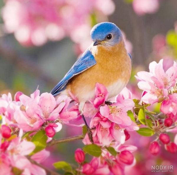 پروفایل بهاری دخترانه جدید و خاص | عکس دختر در فصل بهار
