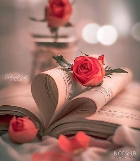 گالری عکس گل رز قرمز؛ عکس هایی جدید و فوق العاده برای پروفایل - ستاره