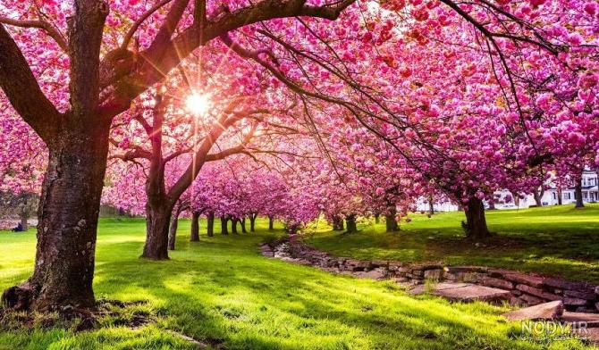 ۷۰ عکس پروفایل بهاری پرانرژی و دلنشین ۷۰ عکس پروفایل بهاری پرانرژی و دلنشین