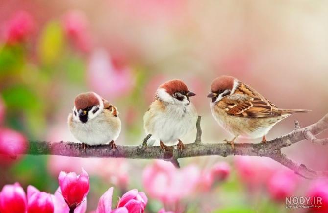 ۷۰ عکس پروفایل بهاری پرانرژی و دلنشین ۷۰ عکس پروفایل بهاری پرانرژی و دلنشین