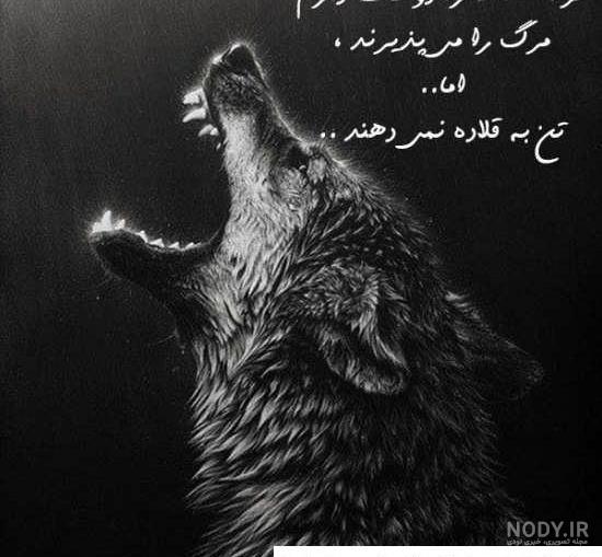 عکس های بامزه از دوستی حیوانات برای پروفایل عکس های بامزه از دوستی حیوانات برای پروفایل