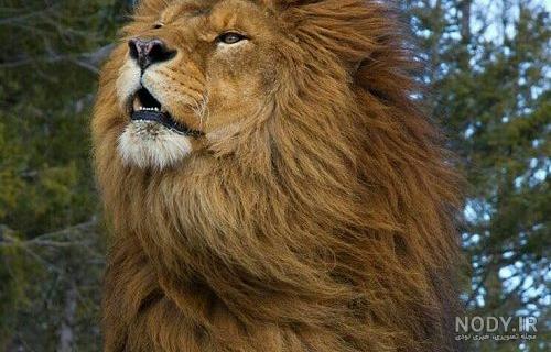 گالری عکس حیوانات اهلی و وحشی برای پروفایل و والپیپر - ستاره گالری عکس حیوانات اهلی و وحشی برای پروفایل و والپیپر - ستاره