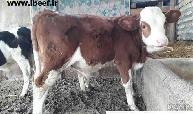 تصاویر مرتبط با فروش گوساله هلشتاین - فروش گاو سمینتال