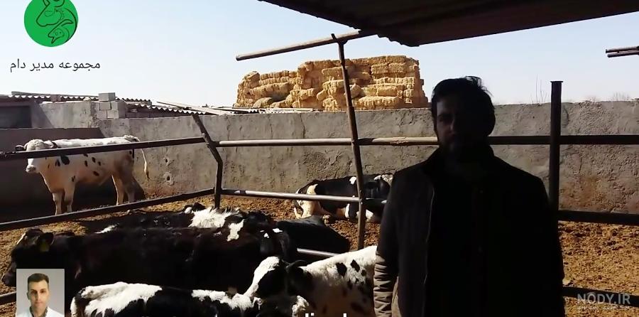 دانلود عکس گاو سمینتال