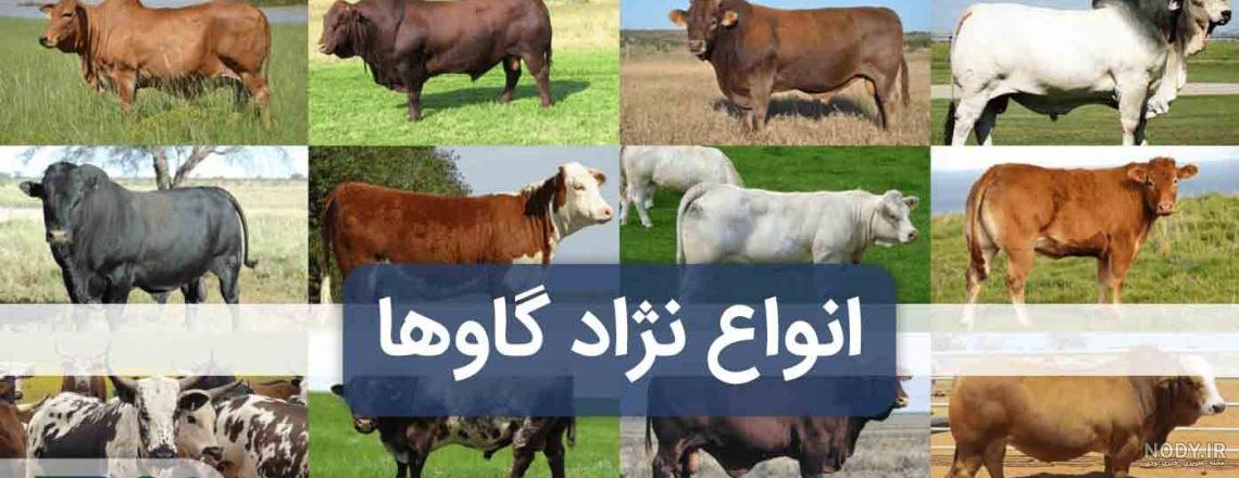 سمینتال (Simmental)