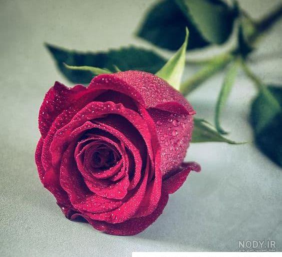 عکس رمانتیک گل رز ❤️ [ بهترین تصاویر ]