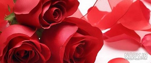 عکس رمانتیک گل رز ❤️ [ بهترین تصاویر ]